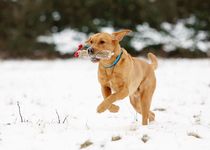 Bild zu Wuff-Akademie Inh. Susanne Ripphahn Hundeschule