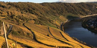 Weingut Knodt-Trossen in Kröv