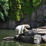 Zoo Berlin in Berlin