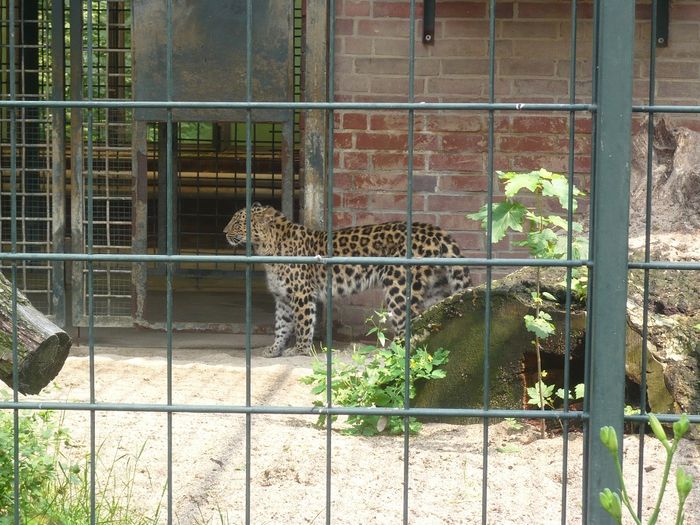 Nutzerbilder Marché Patakan (im Zoo Leipzig)