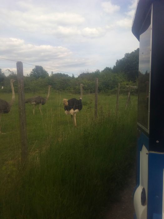 Nutzerbilder Ralph Schumacher Straußenfarm Gemarkenhof