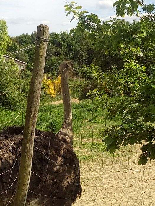 Nutzerbilder Ralph Schumacher Straußenfarm Gemarkenhof