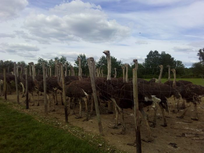 Nutzerbilder Ralph Schumacher Straußenfarm Gemarkenhof