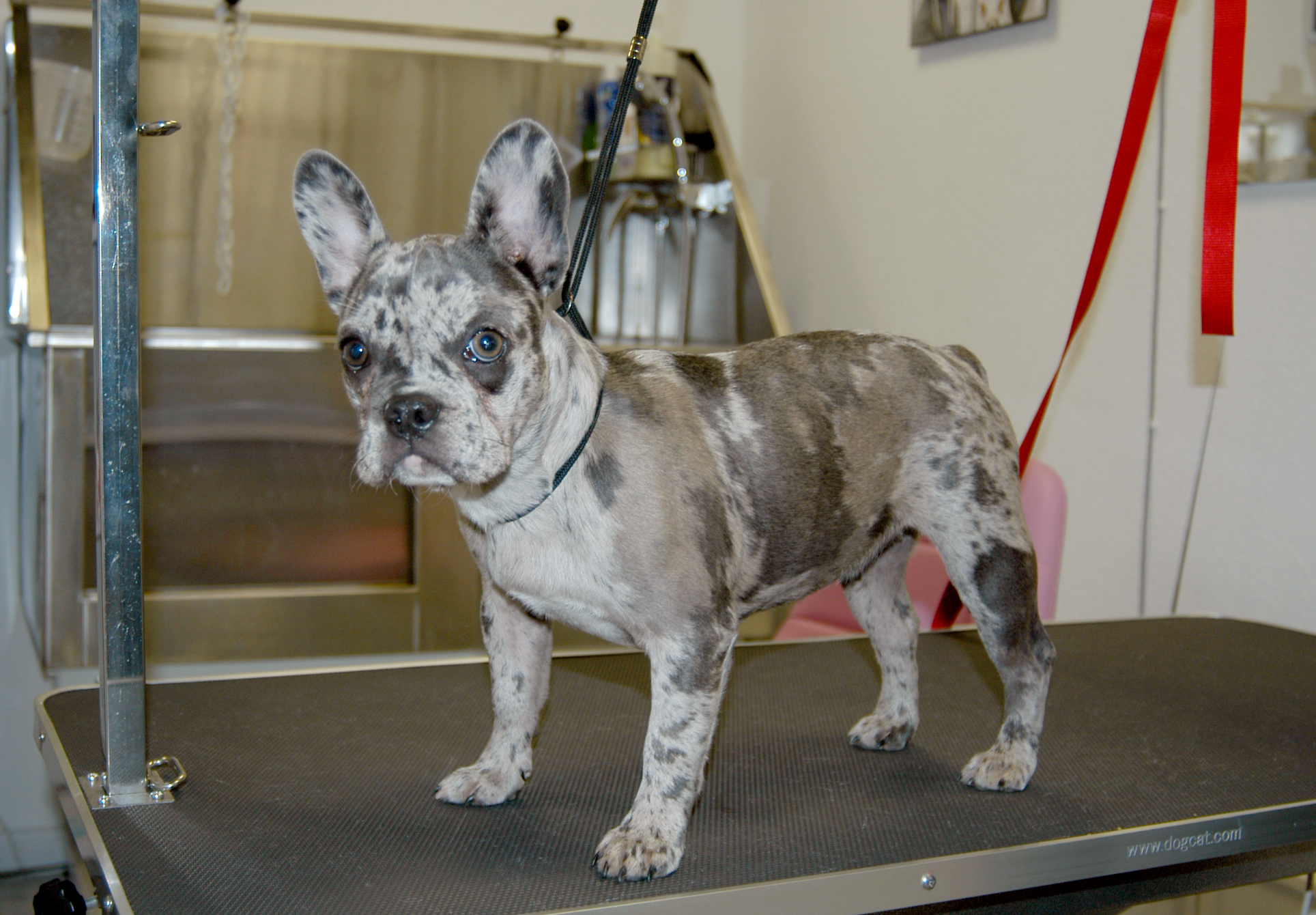 Hundesalon Mußielda - Hundesalon in Gaggenau