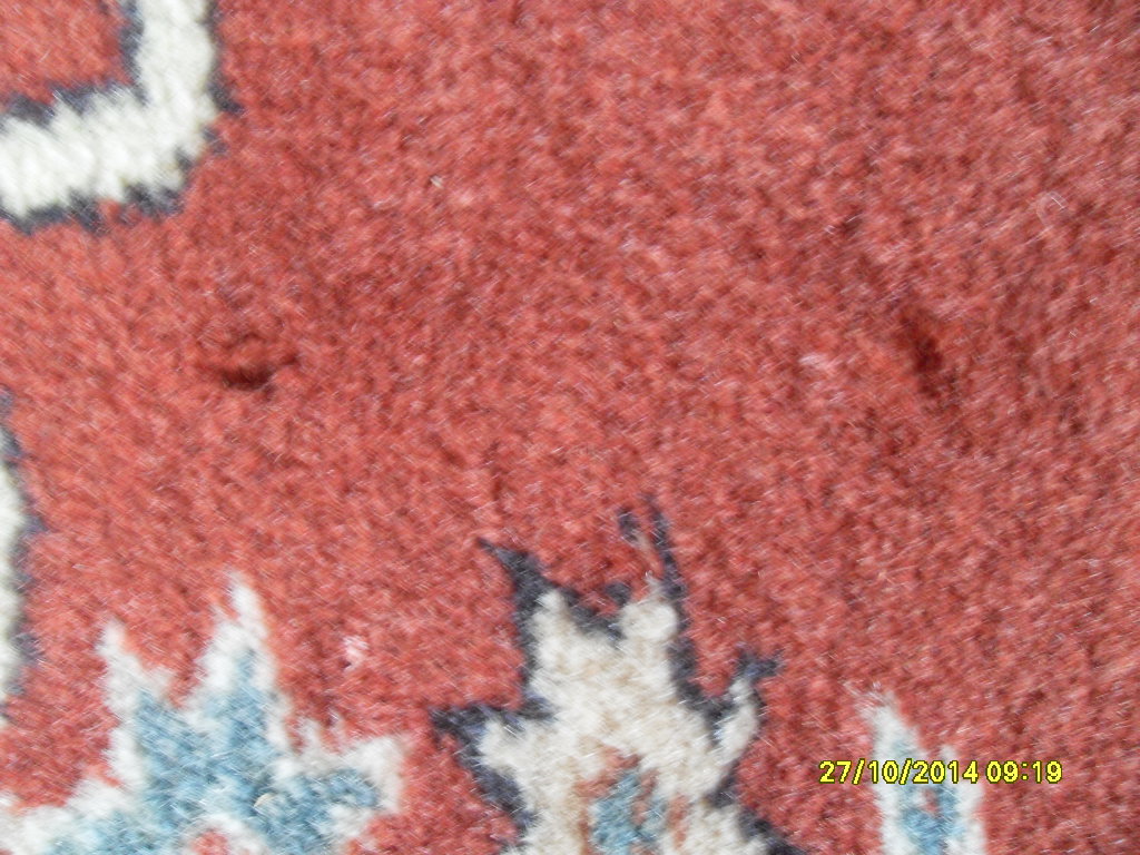 Mein Kula-Teppich: Löcher/Ausbleichungen, zerstörter Flor im Medaillon nach Reinigung durch Günes (ARG)