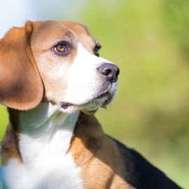 Das ist unser Beagle. Der fühlt sich in der Hundepension sehr wohl. In 14 Tagen geht er wieder dort hin.