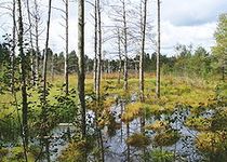 Bild zu Naturpark Wurzacher Ried