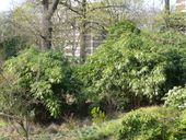 Nutzerbilder Botanischer Garten Duissern Kaiserberg