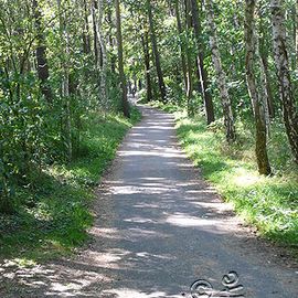 ... das ist der Radweg durch den Wald ...