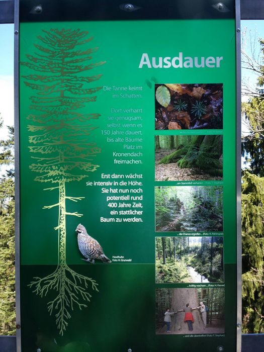 Nutzerbilder Baumwipfelpfad Bayrischer Wald