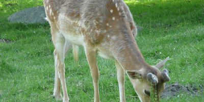 Wildgehege im Putbusser Schlosspark in Putbus