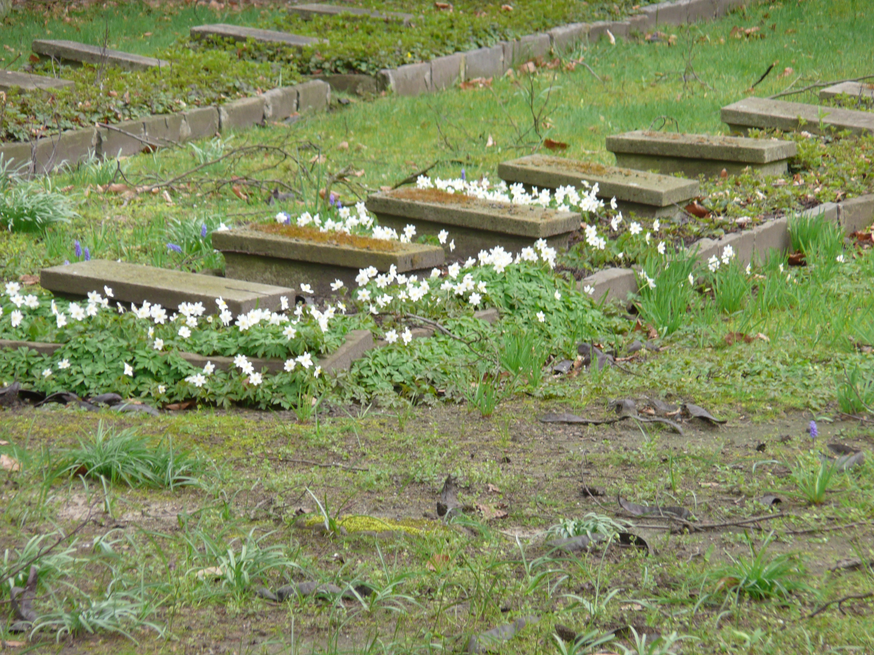Kriegsgräber auf dem 2. Kriegsgräberfeld ... der Frühling ist da