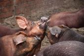 Nutzerbilder Bley Fleisch und Wurstwaren GmbH