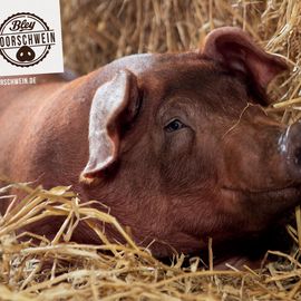 Bley Fleisch- und Wurstwaren GmbH in Edewecht