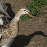 Tierpark Bad Kösen in Naumburg an der Saale