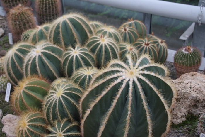 Nutzerbilder Erfurter Garten- und Ausstellungs gGmbH (ega) egapark