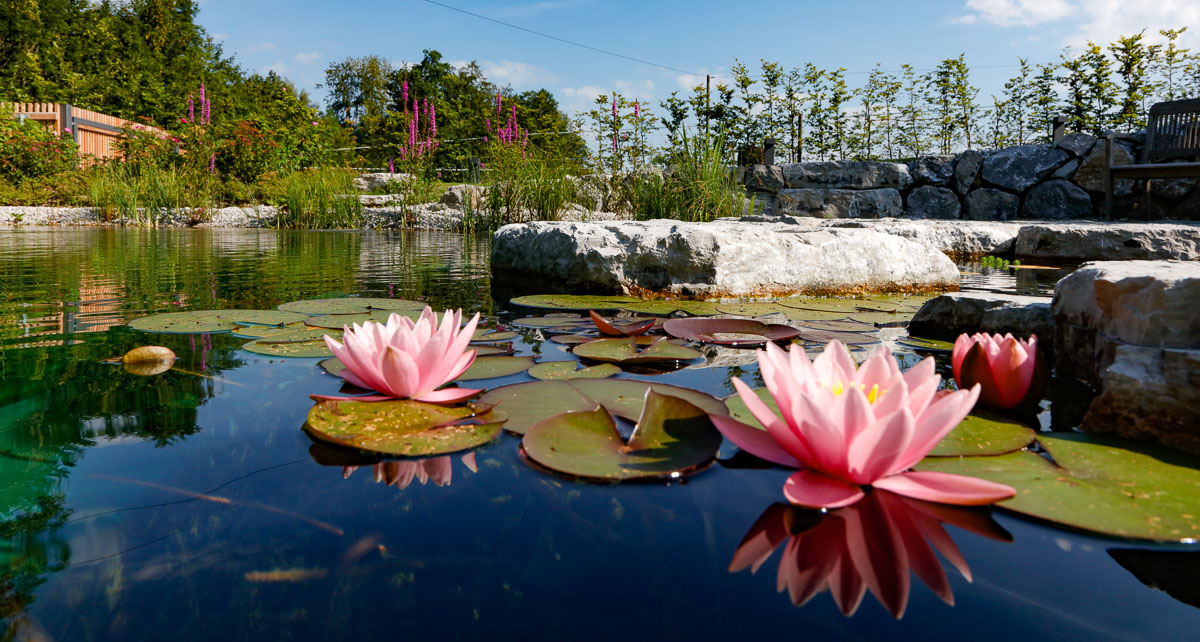 Swimming Pond (Swimming Teich) von Fuchs baut Gärten geplant, gebaut und gepflegt. Seerosen im Mittelpunkt des Fotos, im Hintergrund eine Natursteinmauer und eine Hecke.