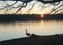 Bild zu Dechsendorfer Weiher