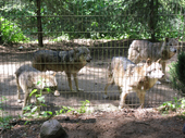 Nutzerbilder Wildpark Schwarze Berge GmbH & Co. KG