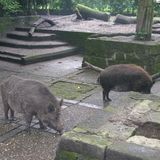 Tiergehege im Kaisergarten Oberhausen in Oberhausen im Rheinland