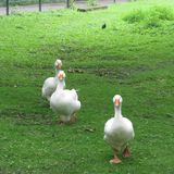 Tiergehege im Kaisergarten Oberhausen in Oberhausen im Rheinland