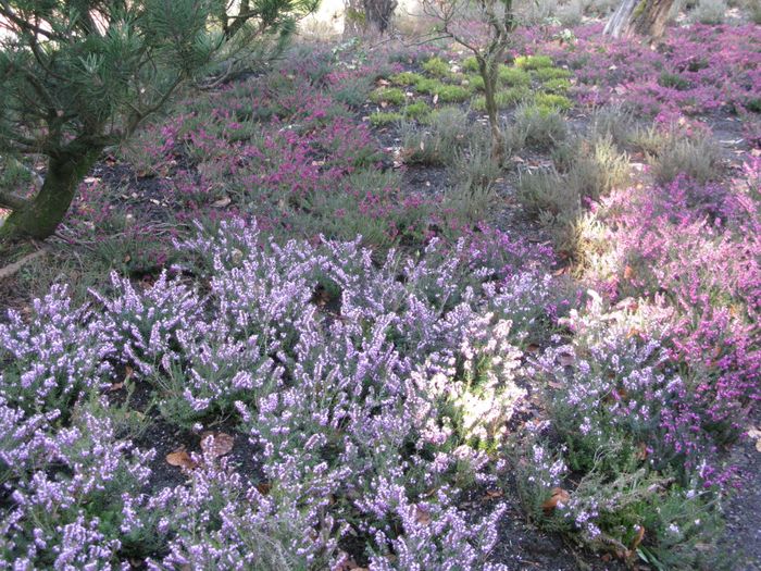 Botanischer Garten Duissern Kaiserberg