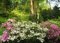 Bild zu Botanischer Garten Duissern Kaiserberg