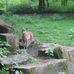 Tiergehege im Kaisergarten Oberhausen in Oberhausen im Rheinland