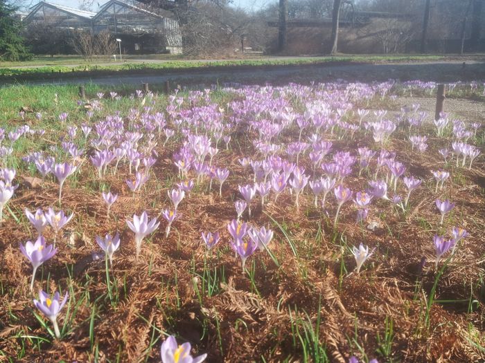 Frühling im Botanischen Garten Dresden