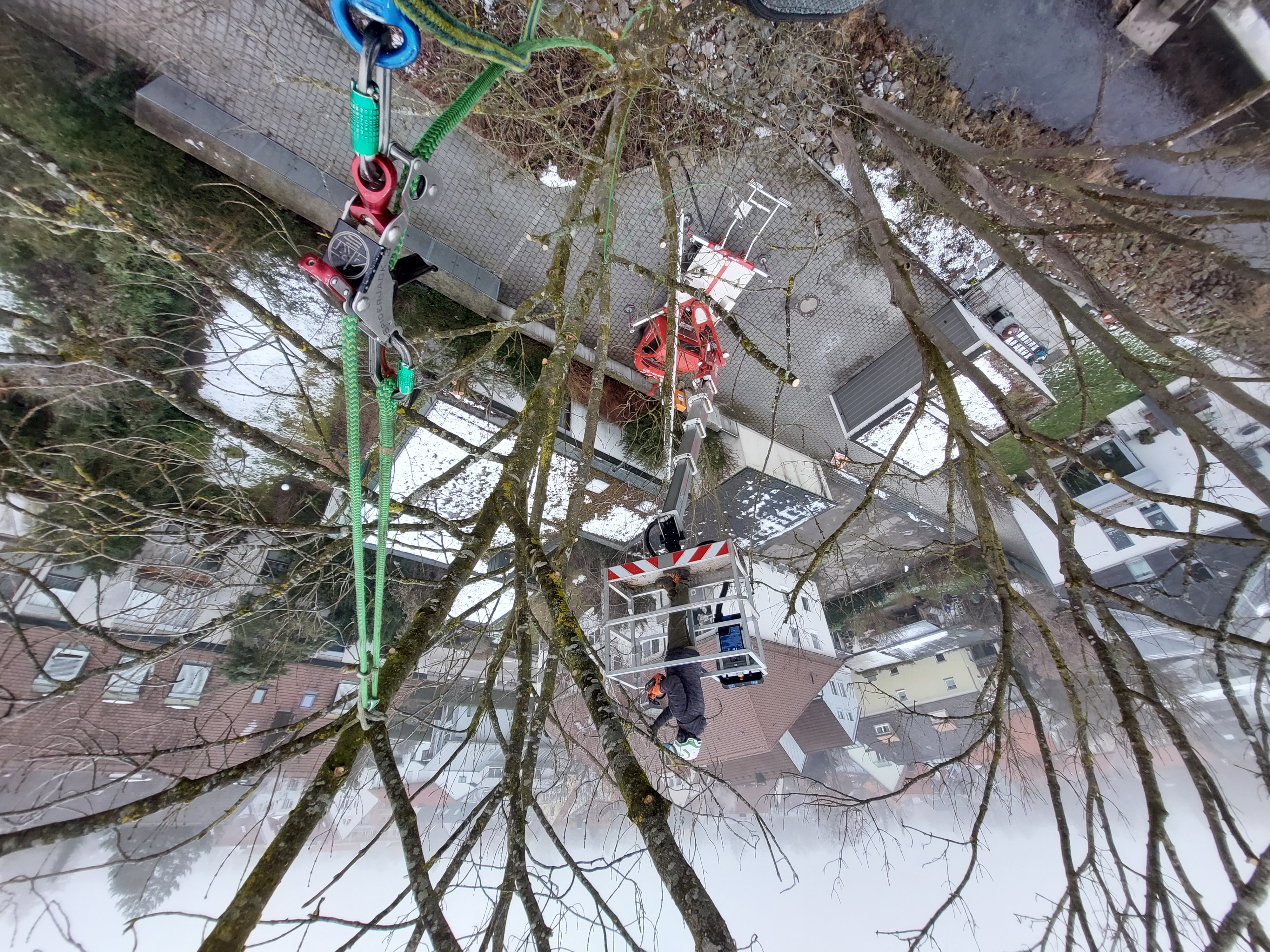 Bild 6 Baumpflege Birkholz in Gröbenzell