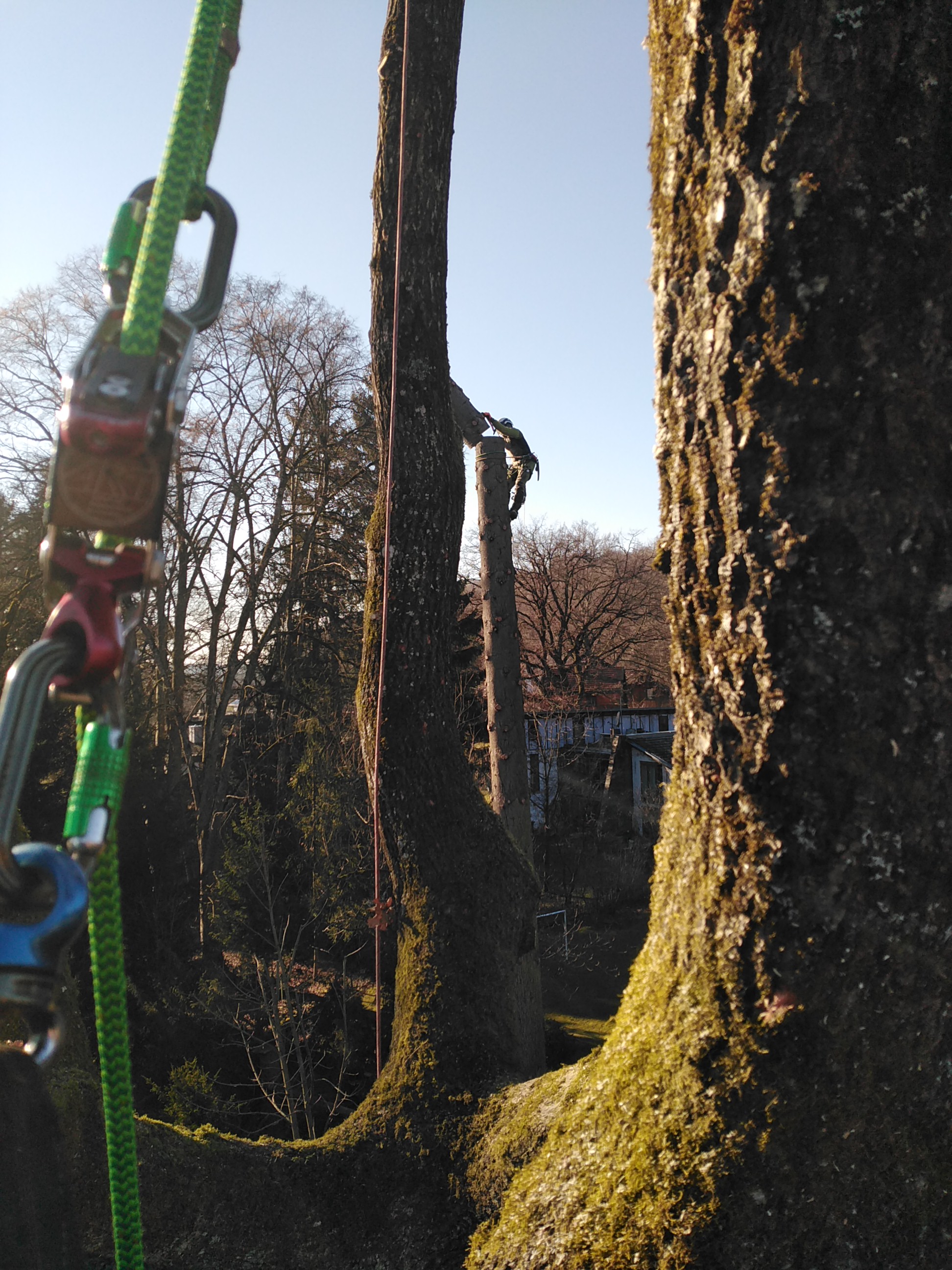 Bild 1 Baumpflege Birkholz in Gröbenzell