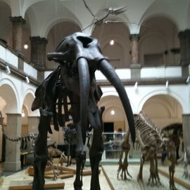 Paläontologisches Museum in München