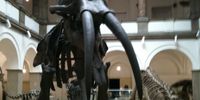 Nutzerfoto 1 Paläontologisches Museum München