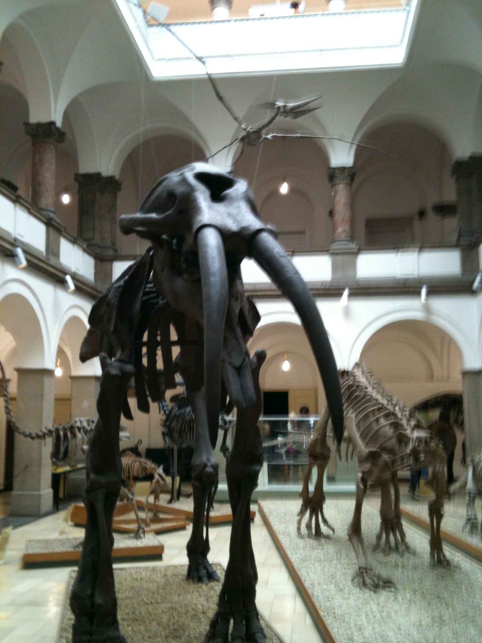 Bild 1 Paläontologisches Museum München in München