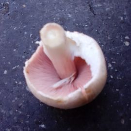 Ab in die Pilse resp. Pilze. Wilde echte Champignons. Ich werde aber nicht verraten wo.