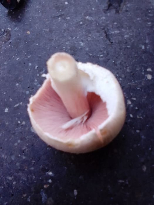 Ab in die Pilse resp. Pilze. Wilde echte Champignons. Ich werde aber nicht verraten wo.