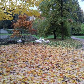 Herbststimmung im Arboretum