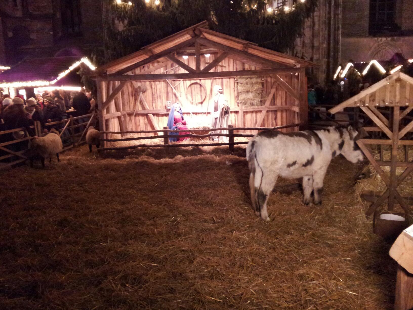 Esel und Schafe an der Krippe in Ulm