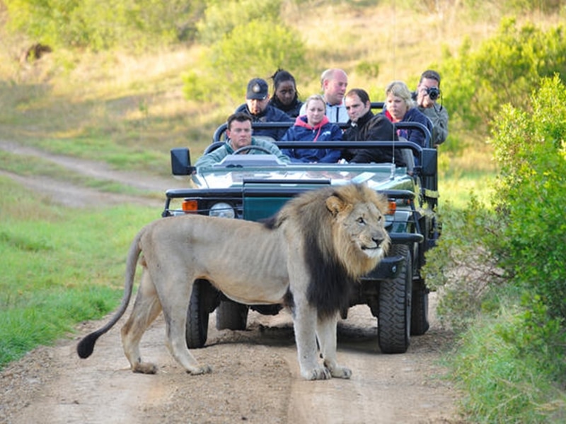 Eine Safari Gruppe in Südafrika beobachtet einen Löwen