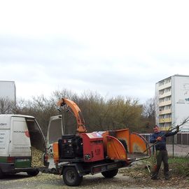 Baumpflege in MOL-dawien