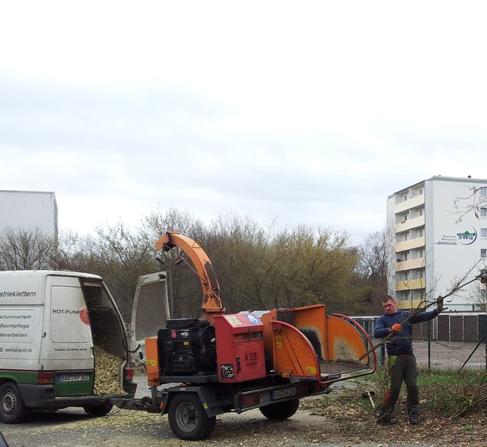 Baumpflege in MOL-dawien