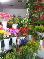 Bild zu Blumen & Pflanzen - Am Landsberger Tor