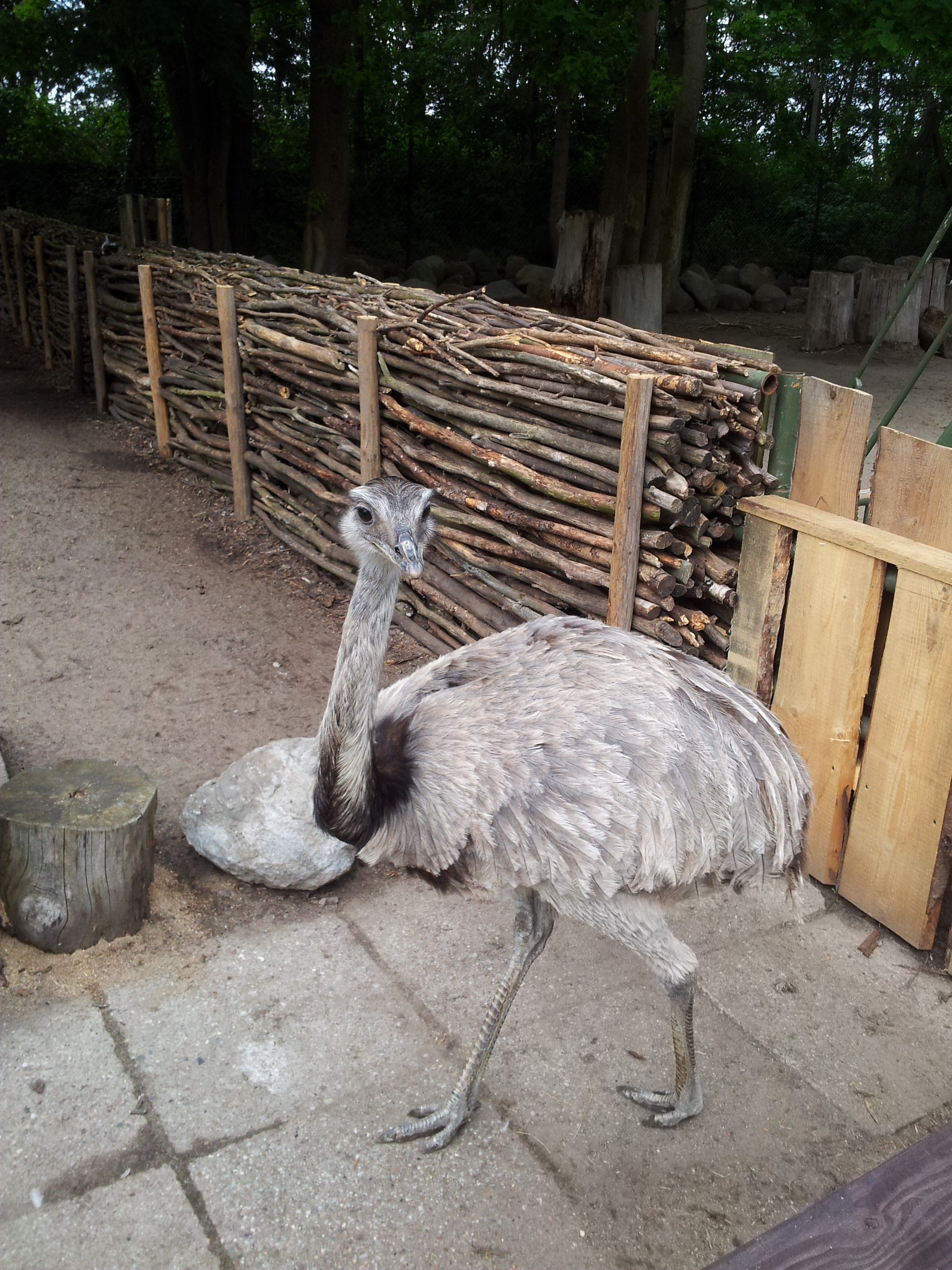 Bild 134 Heimattierpark Greifswald in Greifswald Hansestadt