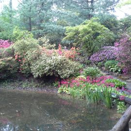 Froschteich im Botanischen Garten in Tübingen