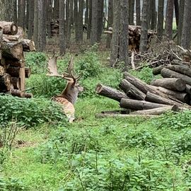 Hirsche in der Schorfheide