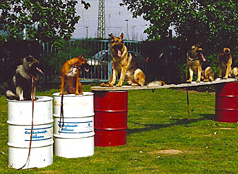 Hundetraining - Hundeschule im Schäferhundeverein Heidelberg