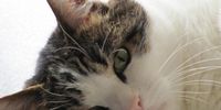 Nutzerfoto 12 Tierarztpraxis für Katzen Cats Only