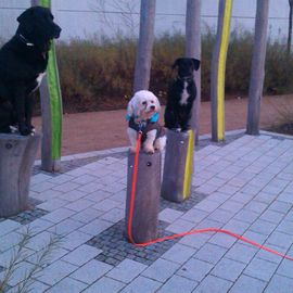 Hundeschule Karsten Schmiel in Hamburg