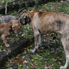 Hundeschule Karsten Schmiel in Hamburg