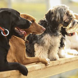 Hundeschule Karsten Schmiel in Hamburg